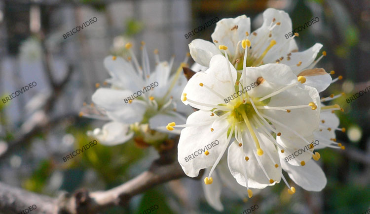 conseils jardin conseils jardin