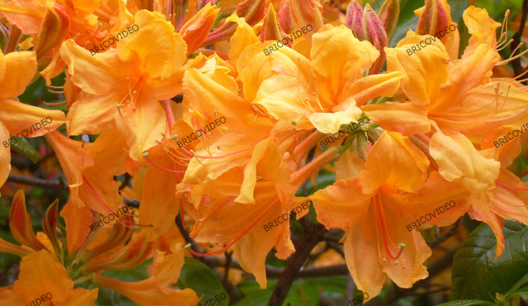 déco jardin déco jardin