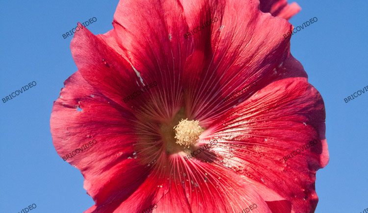 rose trémière rose trémière